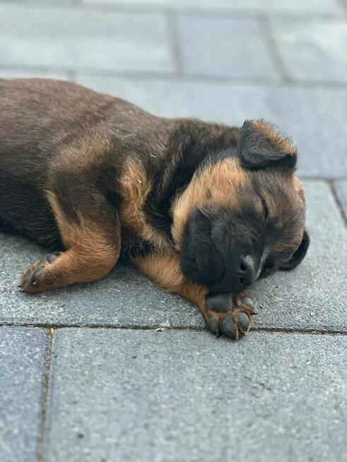 Pawełek do adopcji