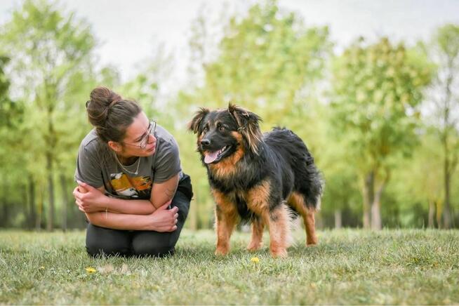 Cykor-nieśmiały delikatny młody pies do adopcji