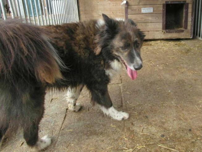 Piękny ERWIN w typie border collie szuka domu !!