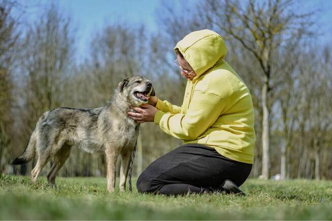 Rebus-średniej wielkosci pies do adopcji