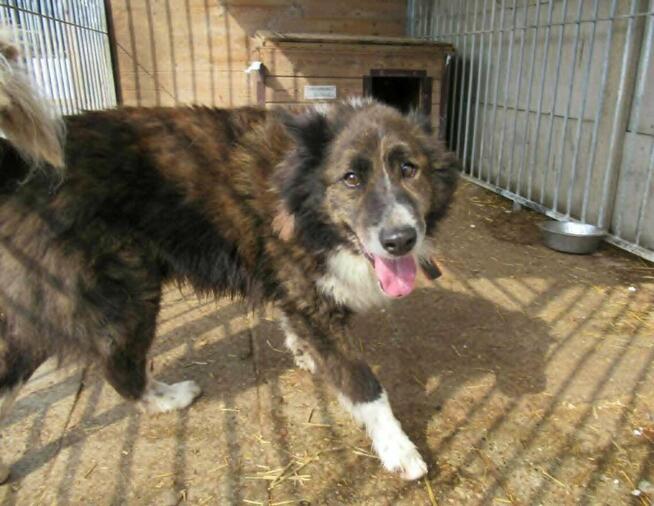 Piękny ERWIN w typie border collie szuka domu !!