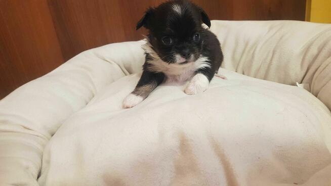 Rezerwacja Piesek chihuahua okolice Warszawy gotowe do zmiany