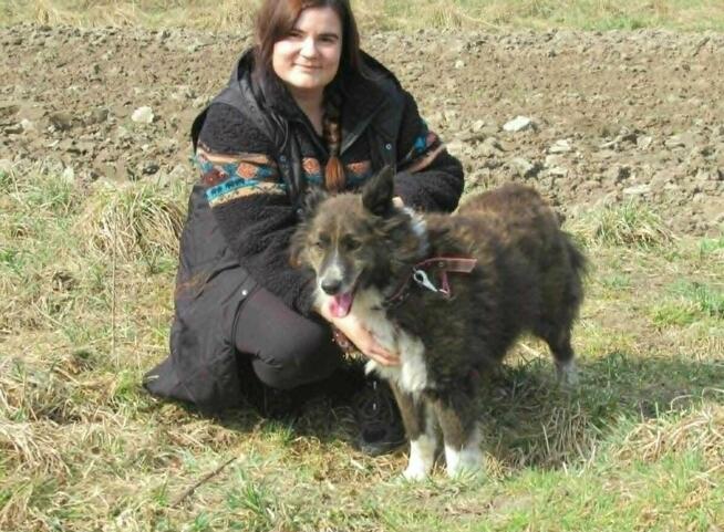 Spokojny ERWIN w typie border collie szuka domu !!