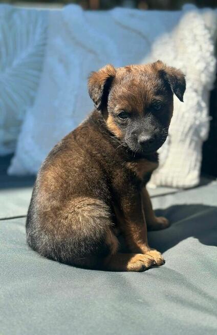 Pawełek do adopcji