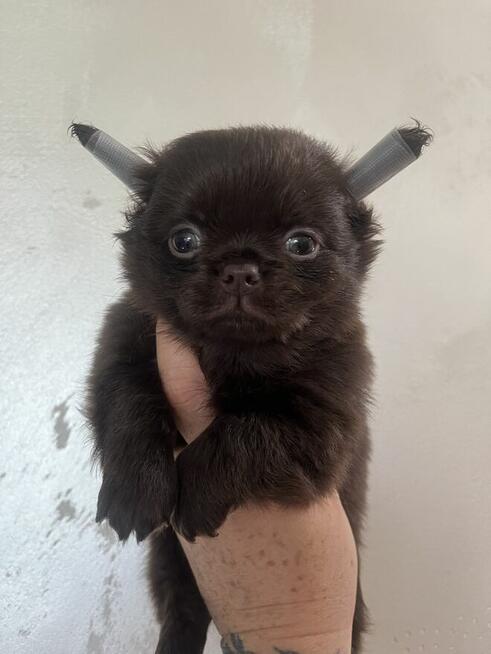 Chihuahua