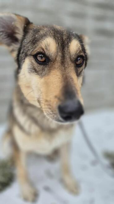 Fred do adopcji