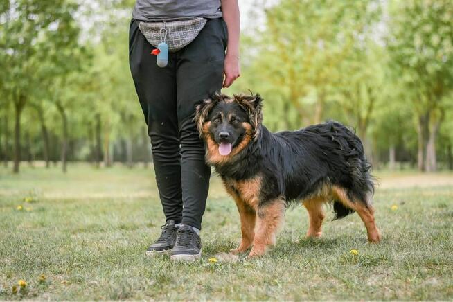 Cykor-nieśmiały delikatny młody pies do adopcji