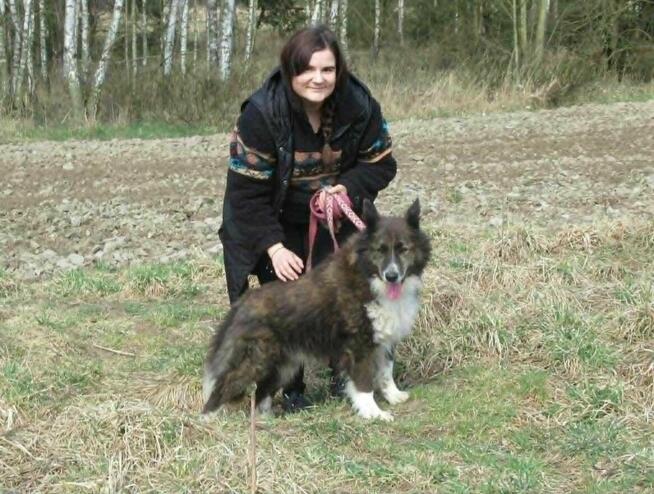 Spokojny ERWIN w typie border collie szuka domu !!