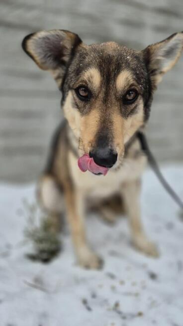Fred do adopcji