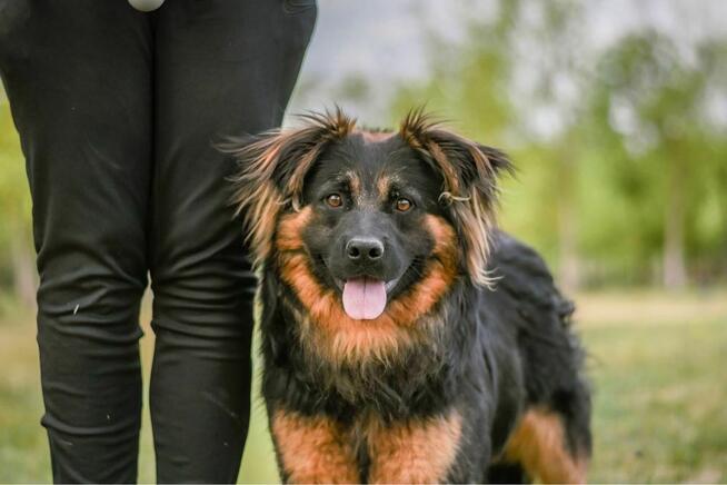 Cykor-nieśmiały delikatny młody pies do adopcji