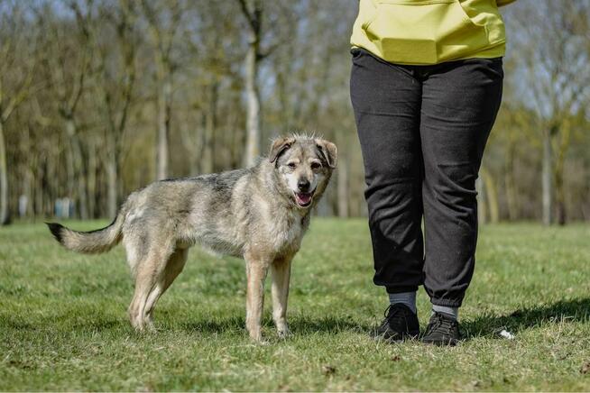 Rebus-średniej wielkosci pies do adopcji