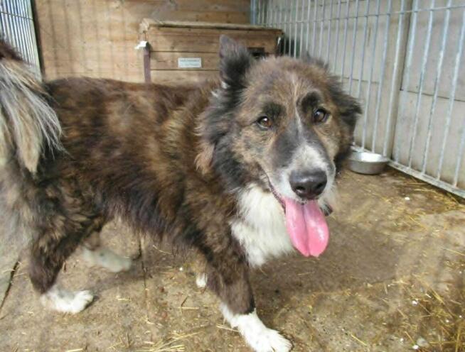 Spokojny ERWIN w typie border collie szuka domu !!