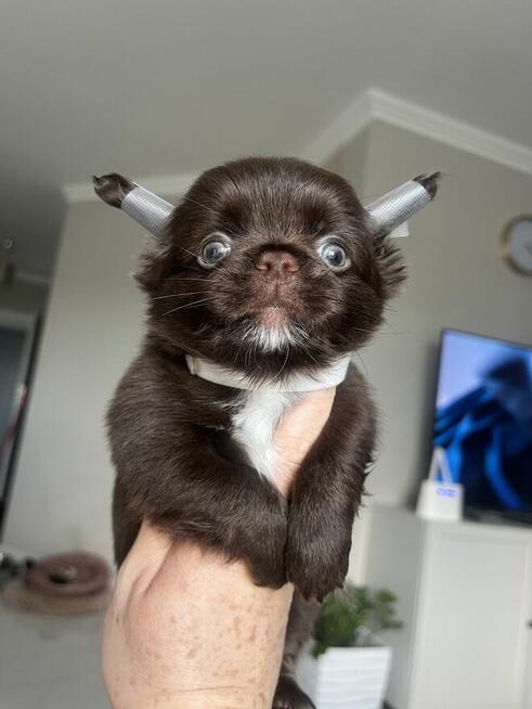 Chihuahua