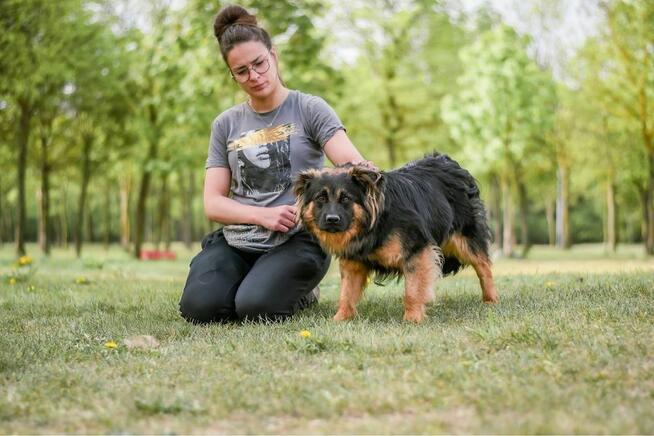Cykor-nieśmiały delikatny młody pies do adopcji