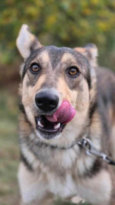 Fred do adopcji