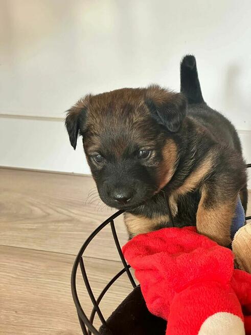 Pawełek do adopcji