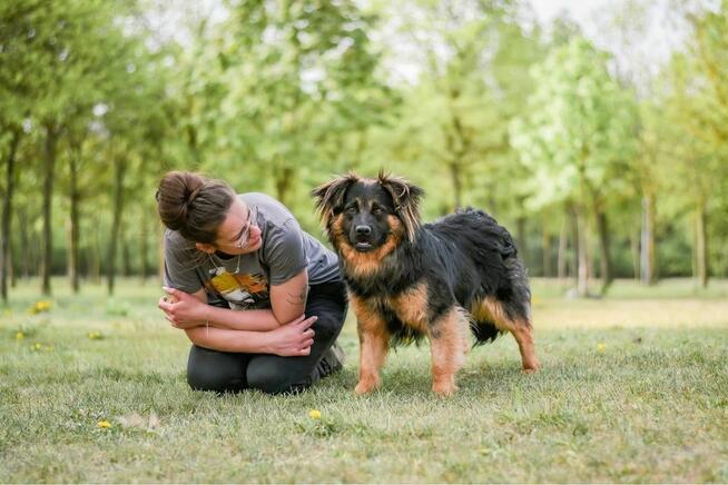 Cykor-nieśmiały delikatny młody pies do adopcji