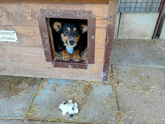 Mały, porzucony, smutny GUCIO szuka domu !! Do adopcji !!