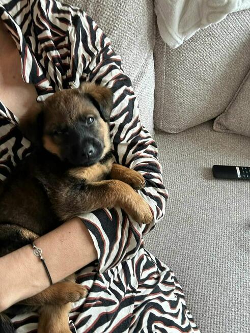 Pawełek do adopcji