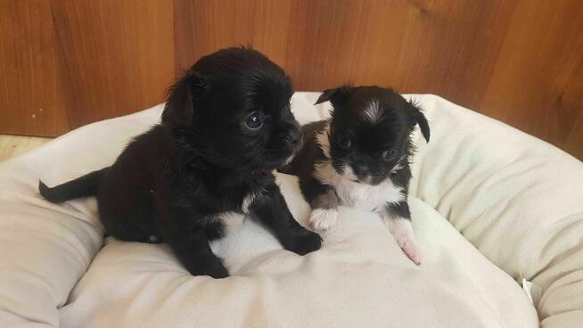Rezerwacja Piesek chihuahua okolice Warszawy gotowe do zmiany