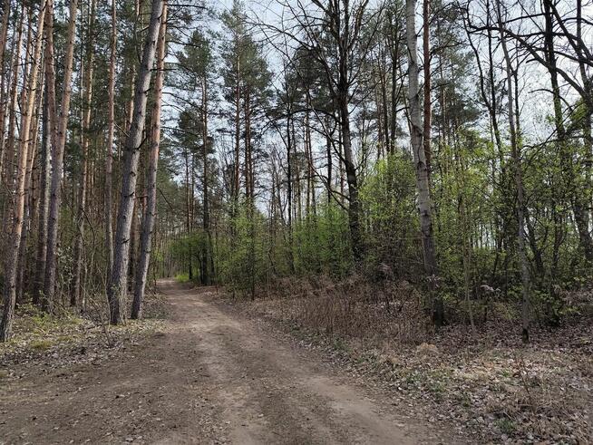 SKRYBICZE - HIT DLA KONESERÓW CISZY, NATURY I PRESTIŻU