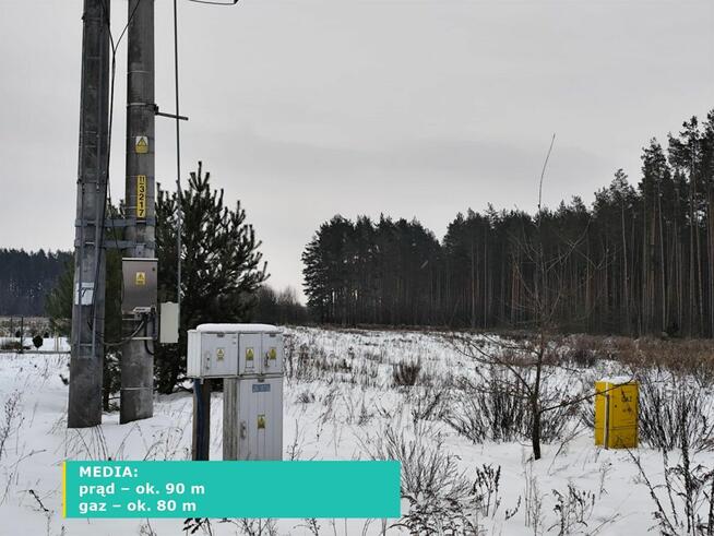 SKRYBICZE - HIT DLA KONESERÓW CISZY, NATURY I PRESTIŻU