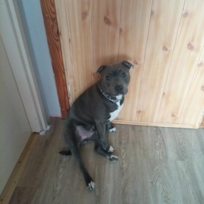 Szukam domu dla Staffordshire blue.