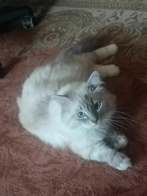 Kocurek Ragdoll reproduktor Rumia