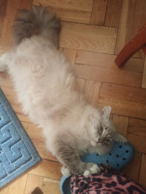 Kocięta Ragdoll Rumia