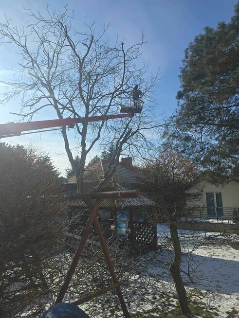 Wycinki drzew Pielęgnacja Zieleni Alpinista