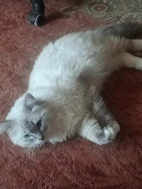 Kocięta Ragdoll Rumia