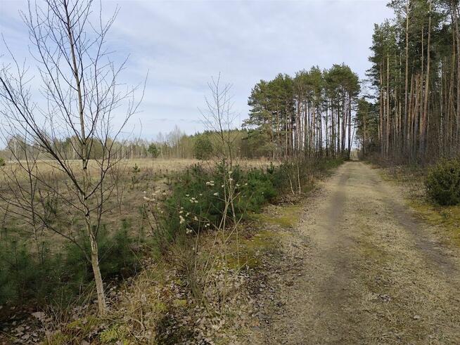 SKRYBICZE - HIT DLA KONESERÓW CISZY, NATURY I PRESTIŻU