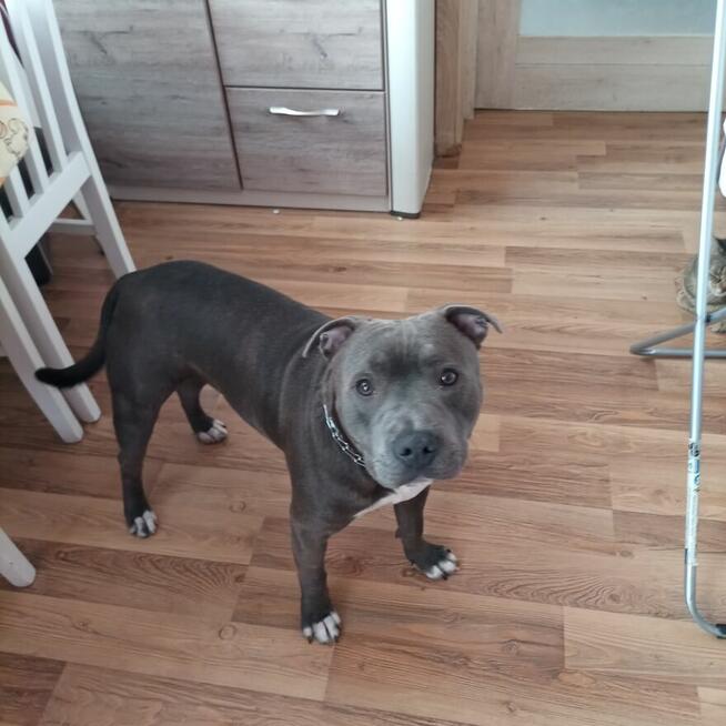 Szukam domu dla Staffordshire blue.