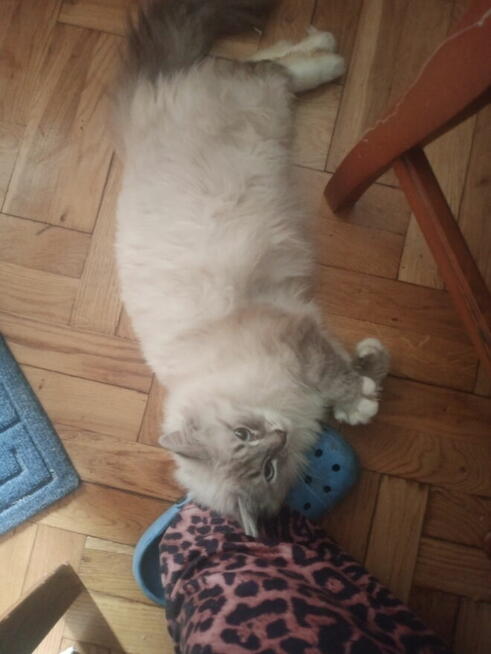 Kocięta Ragdoll Rumia
