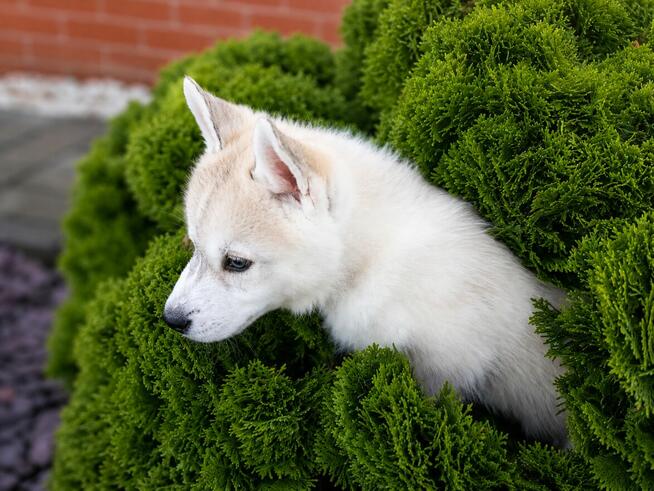 Siberian husky boy