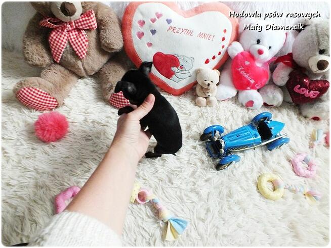 Pinczer miniaturowy - Ratlerek, tzw. sarenka, Piesek Rodowód