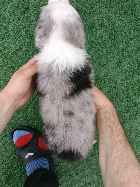 Border Collie FCI blue merle gotowe do odbioru