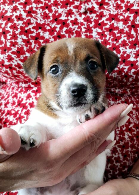 Delta Jack Russell Terrier ZKwP FCI