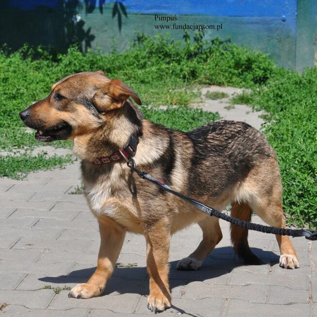 Pimpuś
