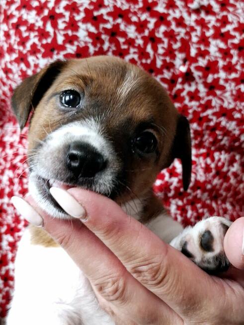 Delta Jack Russell Terrier ZKwP FCI