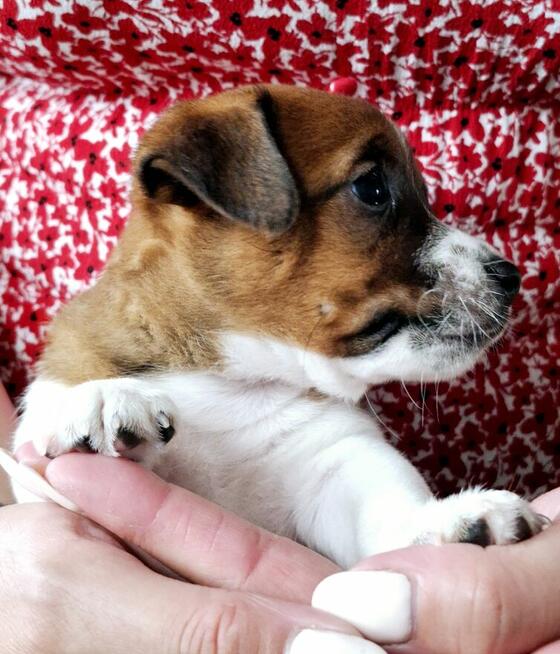 Delta Jack Russell Terrier ZKwP FCI