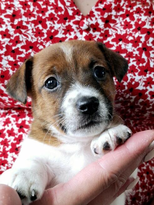 Delta Jack Russell Terrier ZKwP FCI