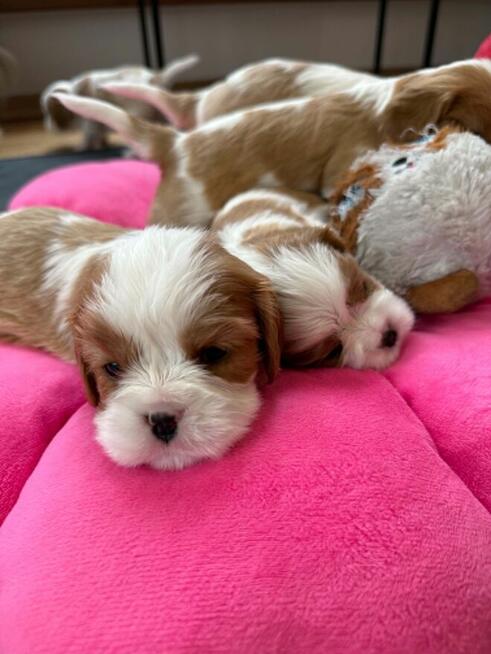 Cavalier King Charls Spaniel FCI