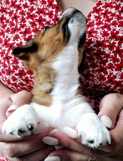 Delta Jack Russell Terrier ZKwP FCI