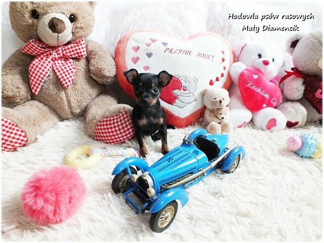 Pinczer miniaturowy - Ratlerek, tzw. sarenka, Piesek Rodowód