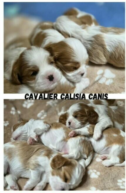 Cavalier King Charls Spaniel FCI