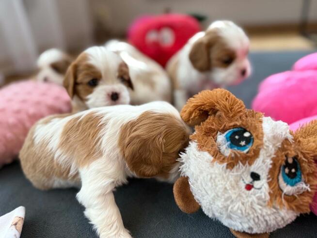 Cavalier King Charls Spaniel FCI