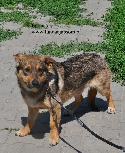 Pimpuś