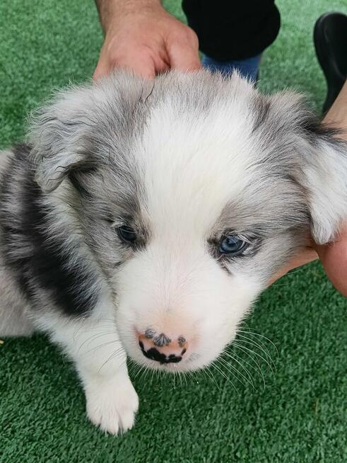 Border Collie FCI blue merle gotowe do odbioru