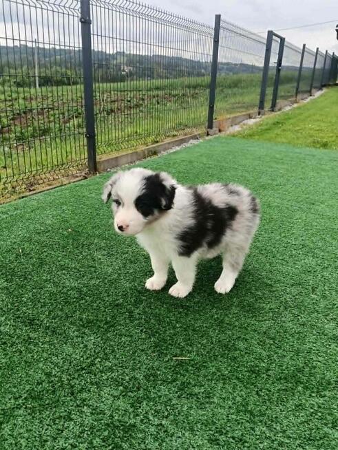 Border Collie FCI blue merle gotowe do odbioru